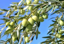 Promovimi i traditës/ Lukova ju fton në ‘Festën e Ullirit’ më 27 Tetor