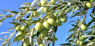 Promovimi i traditës/ Lukova ju fton në ‘Festën e Ullirit’ më 27 Tetor