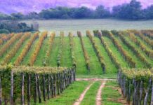 94 milionë euro për bujqësinë: BE-ja autorizon fillimin e zbatimit të programit IPARD II për Shqipërinë