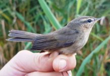 FOTOT/ Zbulohet i zogu i rrallë në Orikum, vjen nga Himalajet