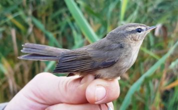 FOTOT/ Zbulohet i zogu i rrallë në Orikum, vjen nga Himalajet