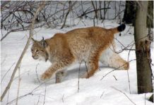 FOTOT/ Munella streha e fundit e Rreqebullit, kërkohet status ‘zonë e mbrojtur’. Ja kafshët e rralla