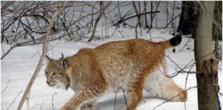 FOTOT/ Munella streha e fundit e Rreqebullit, kërkohet status ‘zonë e mbrojtur’. Ja kafshët e rralla