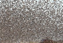 FOTOT/ Janë reale! Mijëra zogj ‘pushtojnë’ qiellin