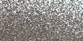 FOTOT/ Janë reale! Mijëra zogj ‘pushtojnë’ qiellin