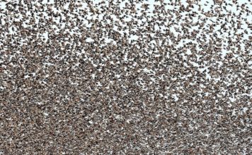 FOTOT/ Janë reale! Mijëra zogj ‘pushtojnë’ qiellin