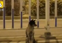E mbani mend Hachiko? Rasti përsëritet, ky qen pret për 80 ditë në rrugë të zotin…