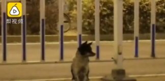 E mbani mend Hachiko? Rasti përsëritet, ky qen pret për 80 ditë në rrugë të zotin…