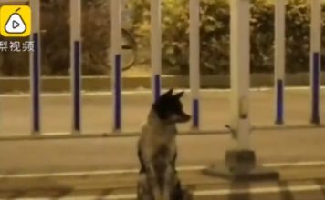 E mbani mend Hachiko? Rasti përsëritet, ky qen pret për 80 ditë në rrugë të zotin…
