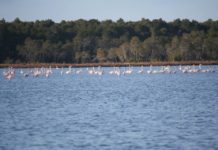 VIDEO/ Flamingot ‘pushtojnë’ Divjakën, tërheqin mijëra vizitorë