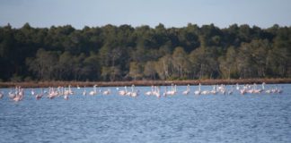 VIDEO/ Flamingot ‘pushtojnë’ Divjakën, tërheqin mijëra vizitorë