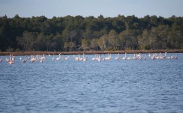 VIDEO/ Flamingot ‘pushtojnë’ Divjakën, tërheqin mijëra vizitorë