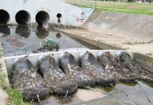 FOTOT/ A nuk është ideale kjo zgjidhje për mbrojtjen e lumenjve nga ndotja?