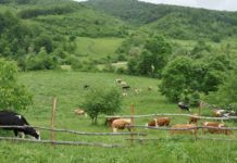 Investimet në fshat, 4.5 mln USD për mbështetjen e fermave të vogla