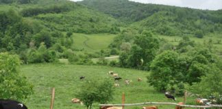 Doni të hapni një fermë? IPARD-i financon deri në 500 000 euro