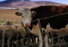 Matrikullim dhe vaksinim falas për të gjitha fermat blegtorale