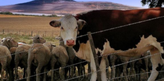 Matrikullim dhe vaksinim falas për të gjitha fermat blegtorale