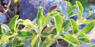 Magjia e sherebelës shqiptare, ja përfitimet e jashtëzakonshme shëndetësore