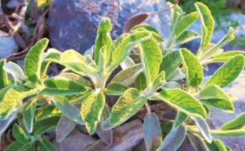 Magjia e sherebelës shqiptare, ja përfitimet e jashtëzakonshme shëndetësore