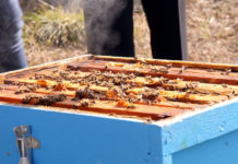 Frymëzim/ Njihuni me gruan bletërritëse nga Prrenjasi që kujdeset për 105 koshere