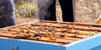 Frymëzim/ Njihuni me gruan bletërritëse nga Prrenjasi që kujdeset për 105 koshere