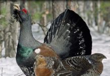 Rishfaqet gjeli i egër në Parkun e Tomorrit, BE projekt për mbrojtjen e tij