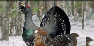 Rishfaqet gjeli i egër në Parkun e Tomorrit, BE projekt për mbrojtjen e tij