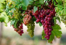 Kultivimi i vreshtave të rrushit, një biznes në rritje në Shqipëri