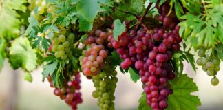 Rrushi, aleati i shëndetit dhe bukurisë! Ja përfitimet që sjell