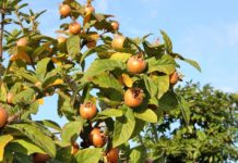 A i njihni muçmollat shqiptare? Ja vetitë e jashtëzakonshme shëndetësore