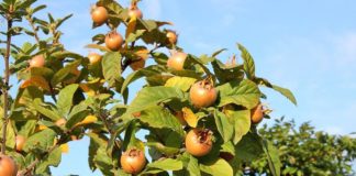 A i njihni muçmollat shqiptare? Ja vetitë e jashtëzakonshme shëndetësore