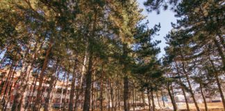 FOTOT/ Një park japonez në qytetin e serenatave, ja sa kanë avancuar punimet