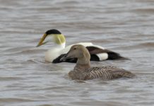 FOTOT/ Rasti i rrallë, Patat e Detit shfaqen në Orikum