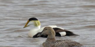 FOTOT/ Rasti i rrallë, Patat e Detit shfaqen në Orikum