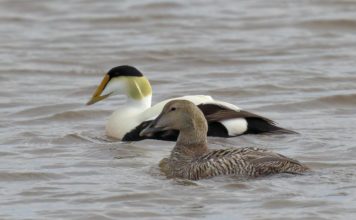FOTOT/ Rasti i rrallë, Patat e Detit shfaqen në Orikum
