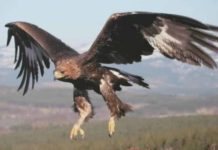 Gjiganti “Rai 3” reportazh për Shqipërinë: Toka e shqiponjës mbretëreshë!