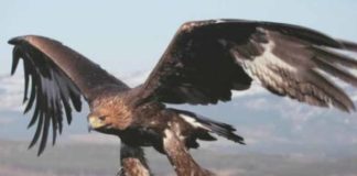 Gjiganti “Rai 3” reportazh për Shqipërinë: Toka e shqiponjës mbretëreshë!