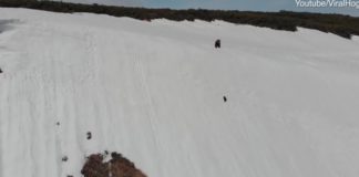 ‘Mos u dorëzo kurrë’, video që është parë nga miliona njerëz