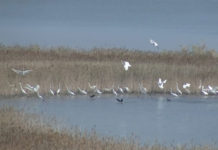 Lajmi i mirë/ Në Kune-Vain rikthehet pelikani kaçurrel