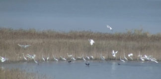 Lajmi i mirë/ Në Kune-Vain rikthehet pelikani kaçurrel