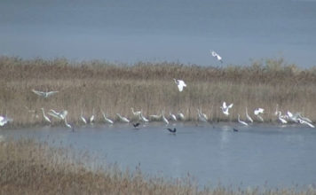 Lajmi i mirë/ Në Kune-Vain rikthehet pelikani kaçurrel