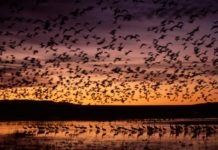 Efektet e moratoriumit të gjuetisë, 40% më shumë zogj shtegtarë në lagunat tona