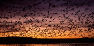 Efektet e moratoriumit të gjuetisë, 40% më shumë zogj shtegtarë në lagunat tona