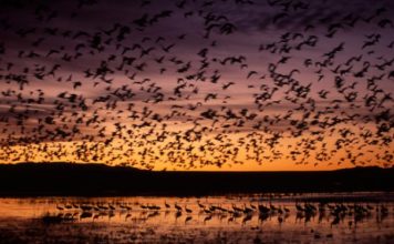 Efektet e moratoriumit të gjuetisë, 40% më shumë zogj shtegtarë në lagunat tona