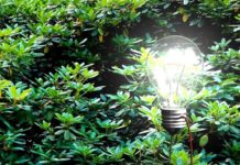 Zbulimi shkencor, pemët dhe bimët do të gjenerojnë energji elektrike