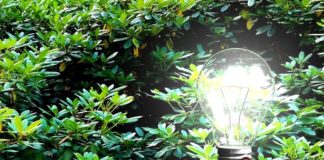 Zbulimi shkencor, pemët dhe bimët do të gjenerojnë energji elektrike