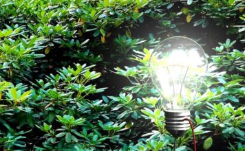 Zbulimi shkencor, pemët dhe bimët do të gjenerojnë energji elektrike