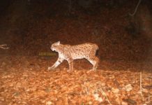 Jo vetëm Munella, rrëqebulli i Ballkanit fotografohet edhe në Rezervatin Natyror Stravoj- Sopot