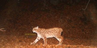 Jo vetëm Munella, rrëqebulli i Ballkanit fotografohet edhe në Rezervatin Natyror Stravoj- Sopot