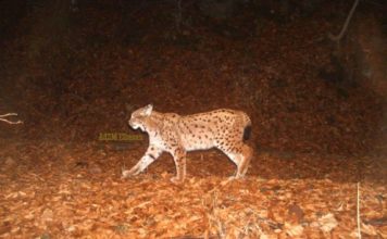 Jo vetëm Munella, rrëqebulli i Ballkanit fotografohet edhe në Rezervatin Natyror Stravoj- Sopot
